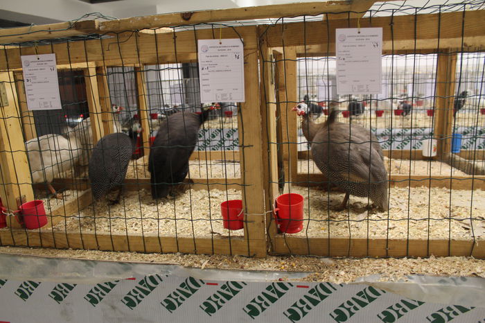 IMG_5310 - expozitia nationala 2014