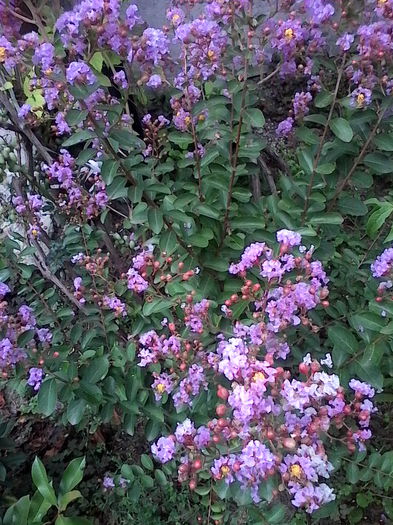 lagerstroemia indica violaceea - lagerstroemia indica violaceea iulie 2014