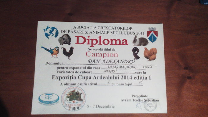 LUDUS DECEMBRIE 2014 CUPA ARDEALULUI