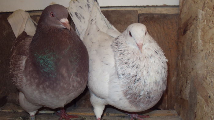 s'au ales de pereche :))