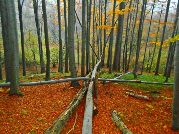 copaci cazuti in cruce - Din Natura