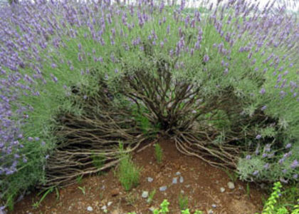 Planta deja lemnoasa - Tunderea corecta