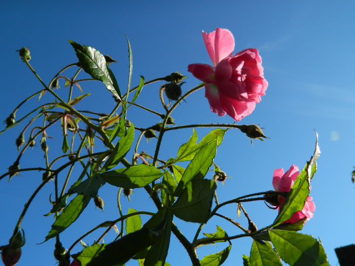 DSCN5922 - DECEMBRIE_2014