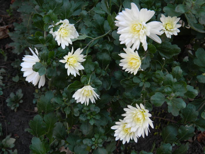 DSCN5942 - DECEMBRIE_2014