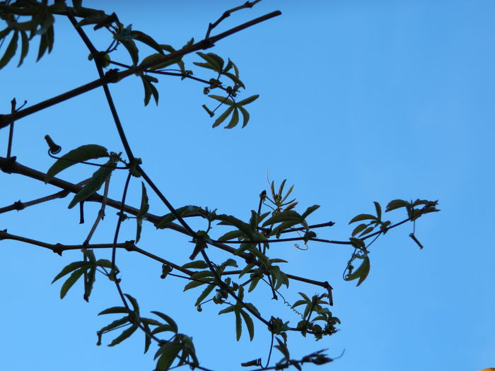 DSCN5970 - DECEMBRIE_2014