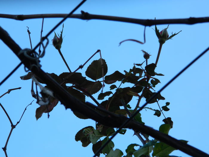 DSCN5973 - DECEMBRIE_2014