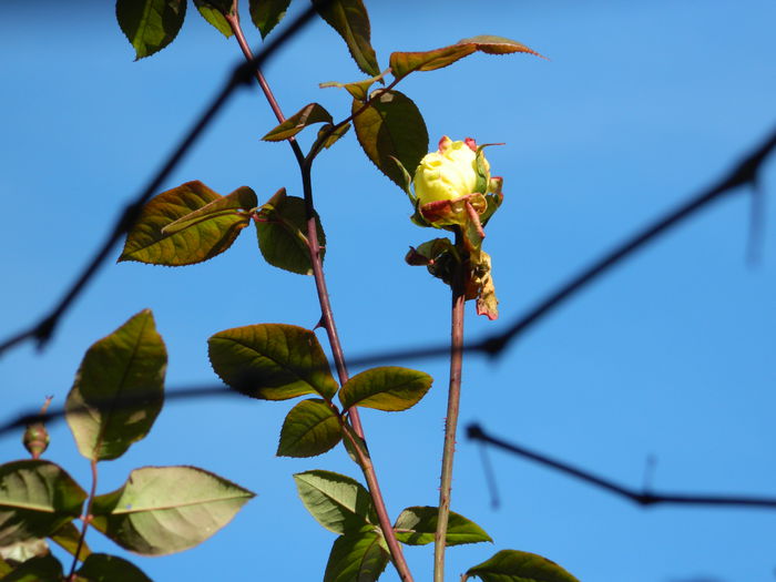 DSCN5974 - DECEMBRIE_2014
