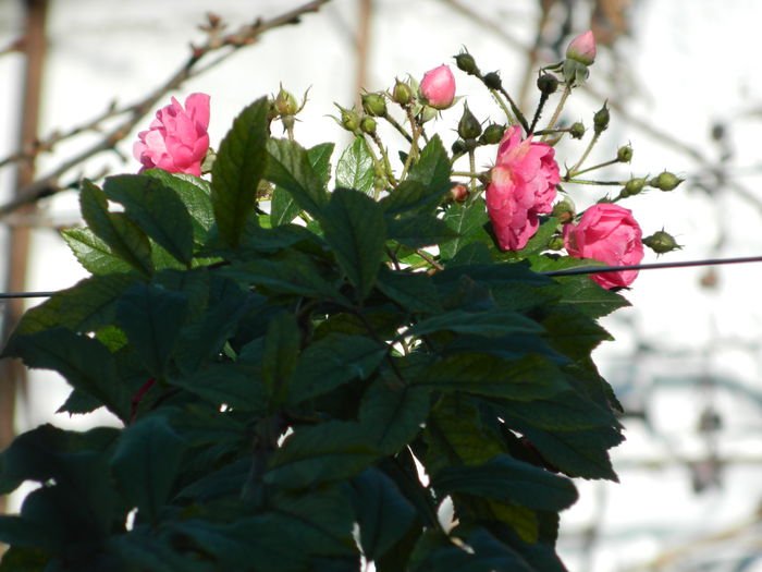DSCN5975 - DECEMBRIE_2014