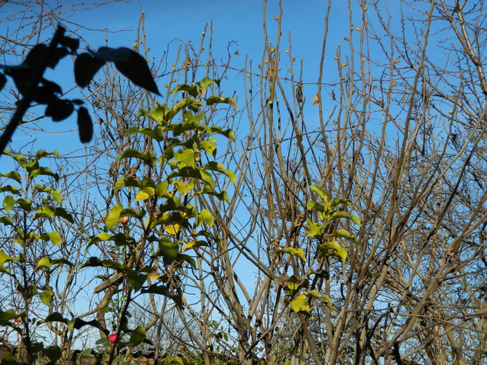 DSCN5979 - DECEMBRIE_2014