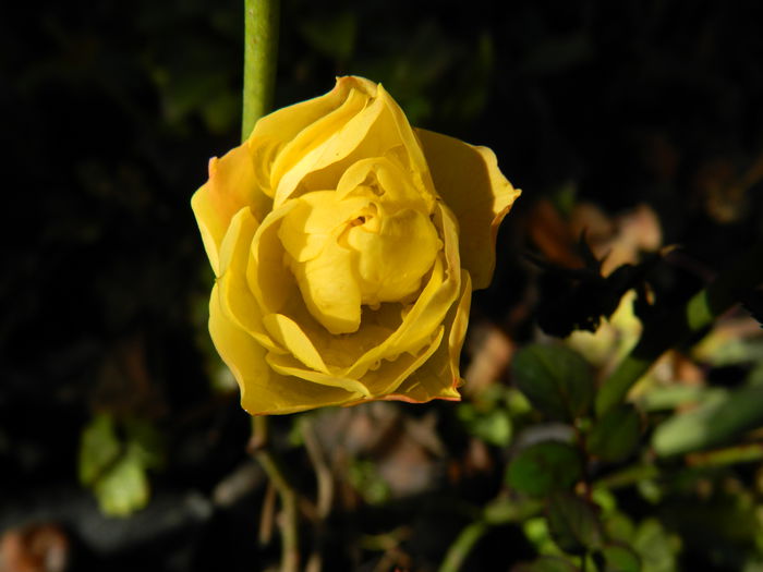 DSCN5988 - DECEMBRIE_2014
