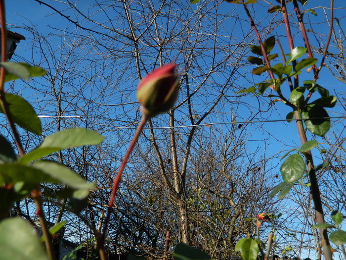 DSCN5993 - DECEMBRIE_2014