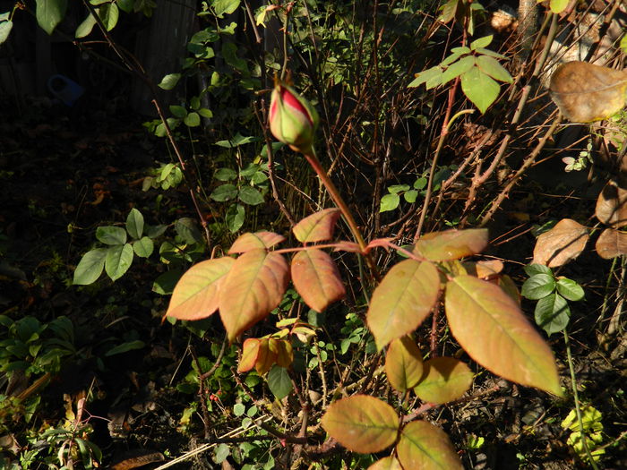 DSCN5994 - DECEMBRIE_2014
