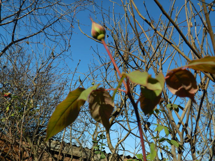 DSCN5998 - DECEMBRIE_2014