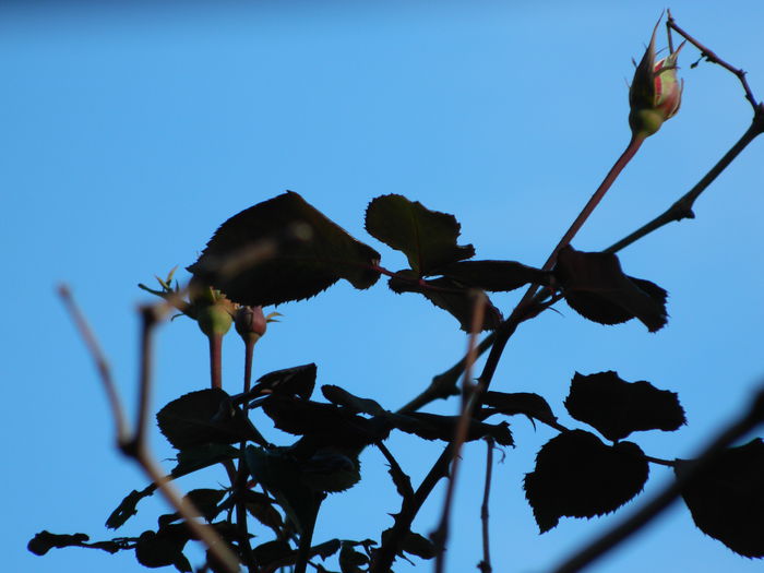 DSCN6035 - DECEMBRIE_2014