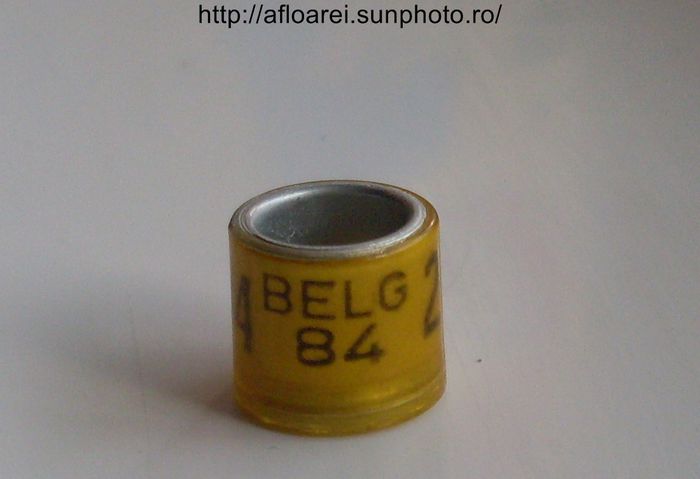 belg 84 - BELGIA-BELG