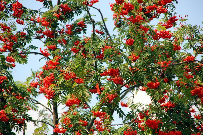 sorbus-aucuparia-edulis - DORINTE  - PLANTE SI ARBUSTI 2017