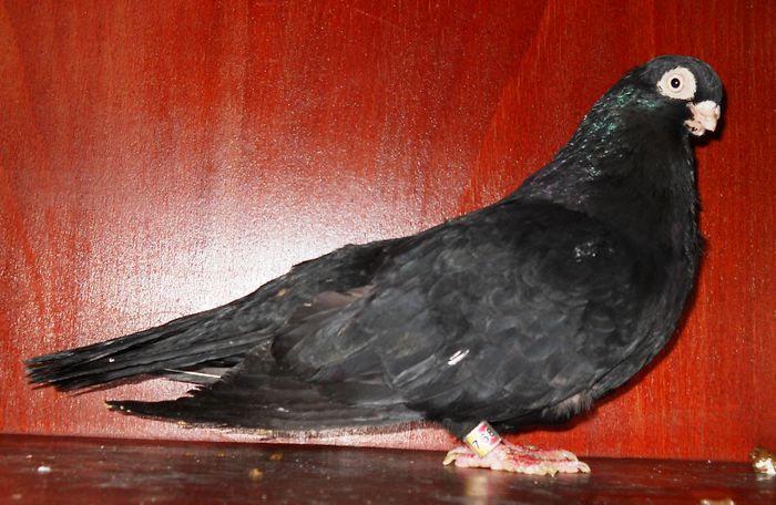 acelasi - Campion National 2012 Tg-Mures