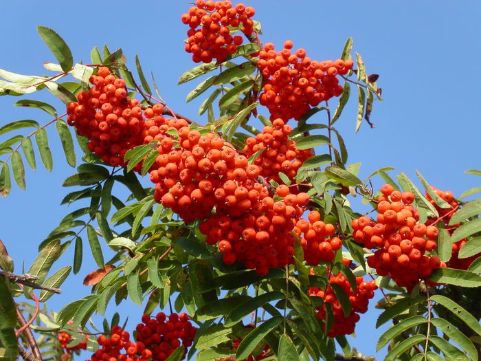 SORBUS AUCUPARIA. - DORINTE  - PLANTE SI ARBUSTI 2017