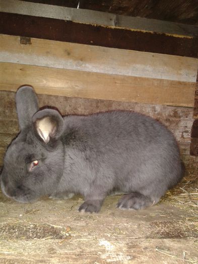 MASCUL  VARSTA 9 LUNI