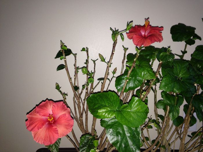 19 dec. 2014 - Hibiscus