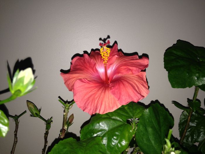 19 dec. 2014 - Hibiscus