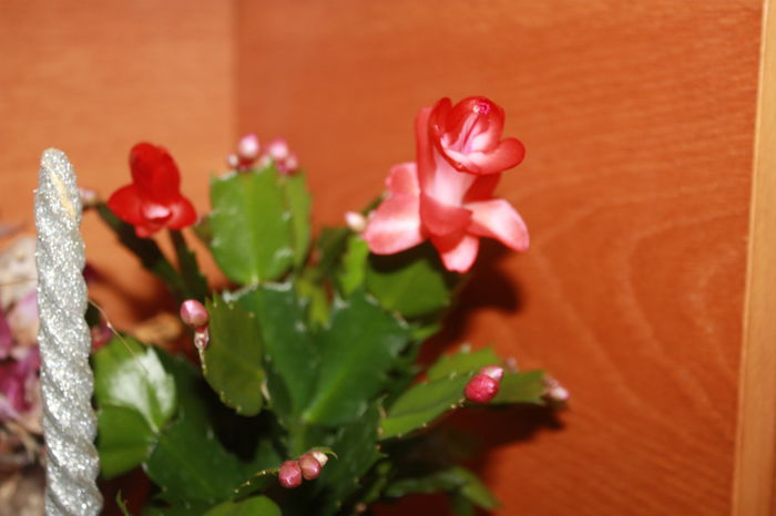 IMG_4032 - 2014 Decembrie