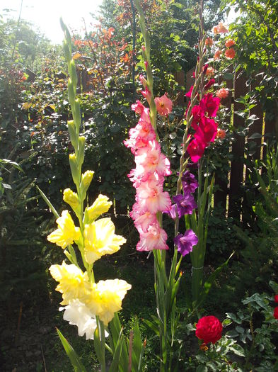 DSCF1232 - Plante de gradina