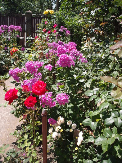 DSCF1265 - Plante de gradina