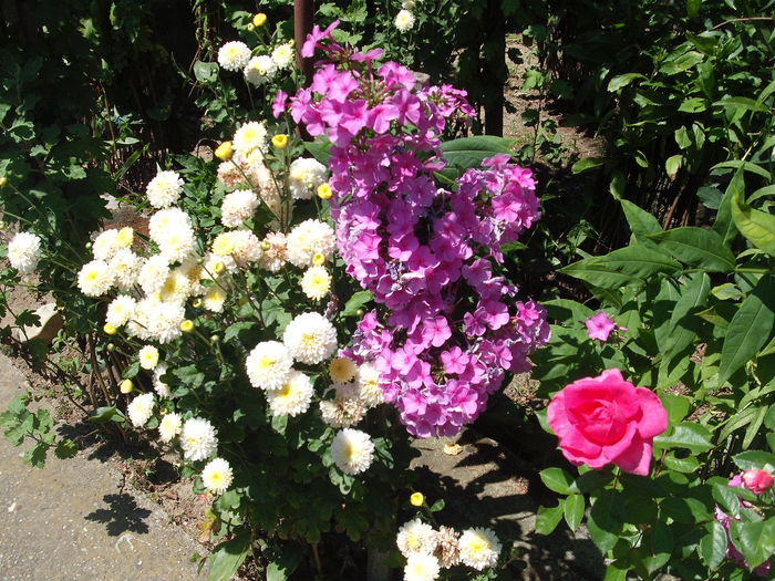 DSCF1266 - Plante de gradina