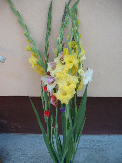 DSCF1311 - Plante de gradina