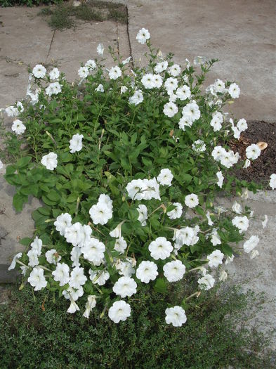 DSCF1488 - Plante de gradina