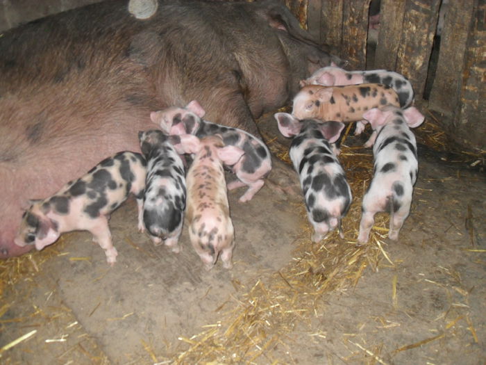 purcei duroc petrean 5 zile - scroafa duroc cu purcei