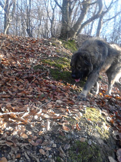 IMG_20141214_150231 - ciobanesc caucazian