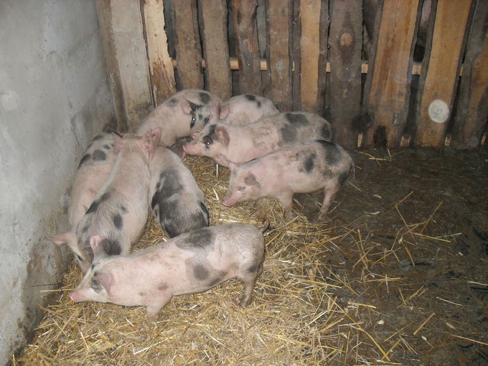 purcei petrean 8 saptamani - PORCI MEI