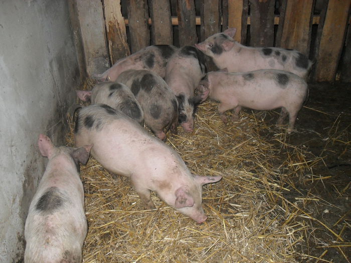 purcei petrean 8 saptamani - PORCI MEI