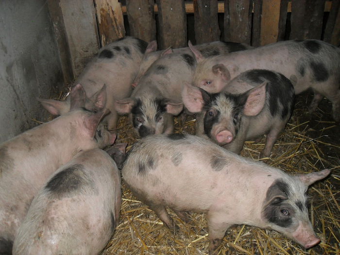 purcei petrean 8 saptamani