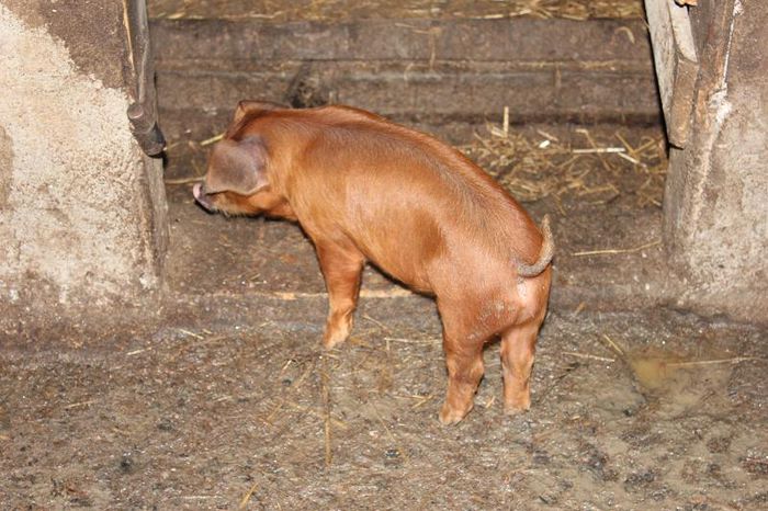 purcel duroc