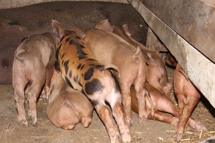 purcei duroc