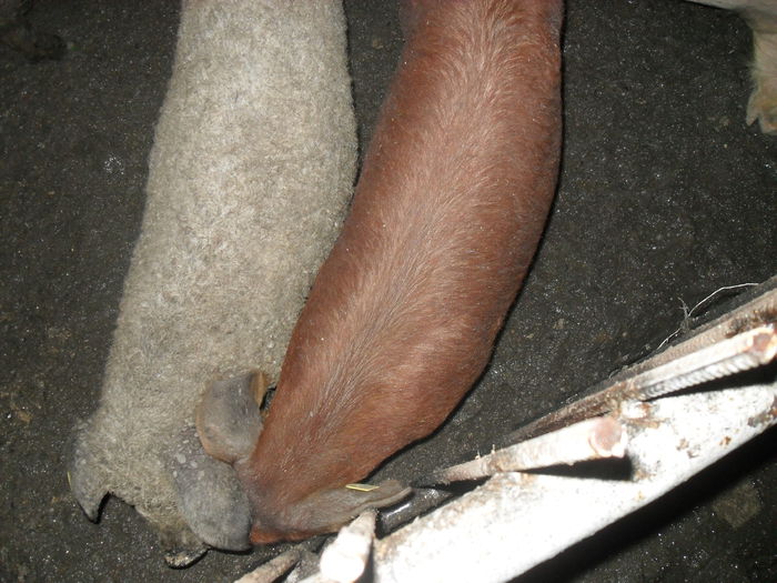 scrofita duroc