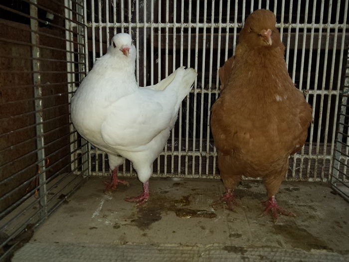 au fost vanduti pereche