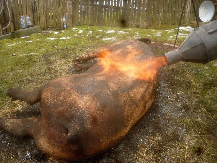 Parlitul porcului - Gospodaria