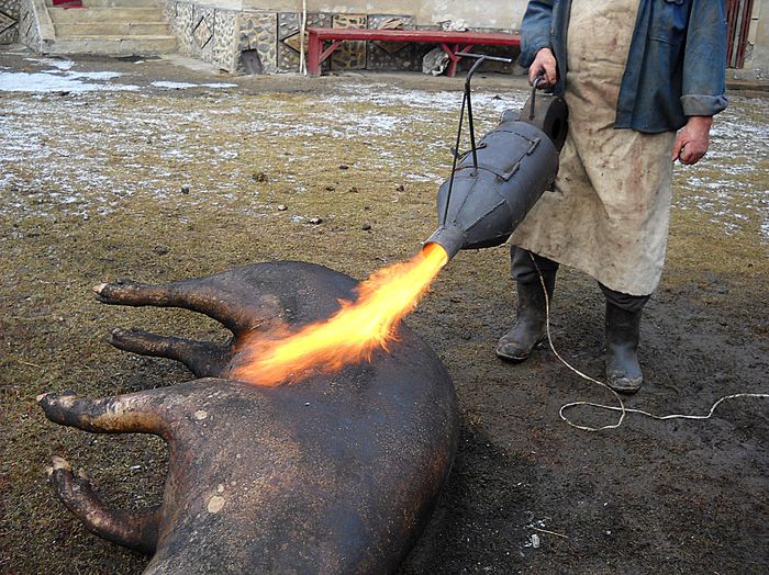 Parlitul porcului -parlitoare cu lemne - Gospodaria