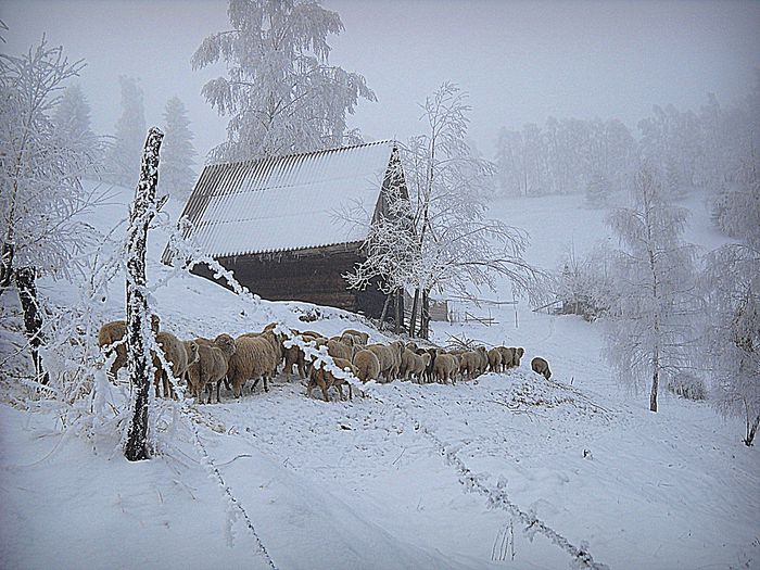 oi iernat - Gospodaria