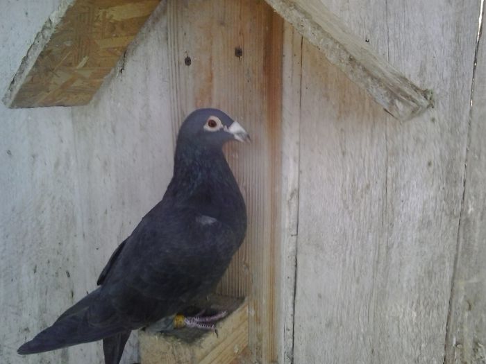 Picture 091 - VOIAJORI MATCA