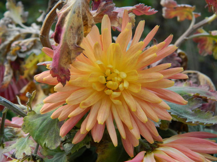 DSCN6286 - DECEMBRIE_2_2014