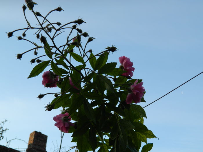 DSCN6287 - DECEMBRIE_2_2014