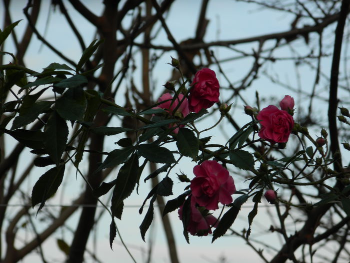 DSCN6288 - DECEMBRIE_2_2014