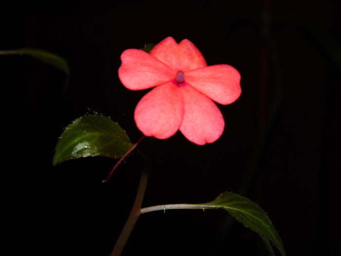 DSCN6305 - DECEMBRIE_2_2014