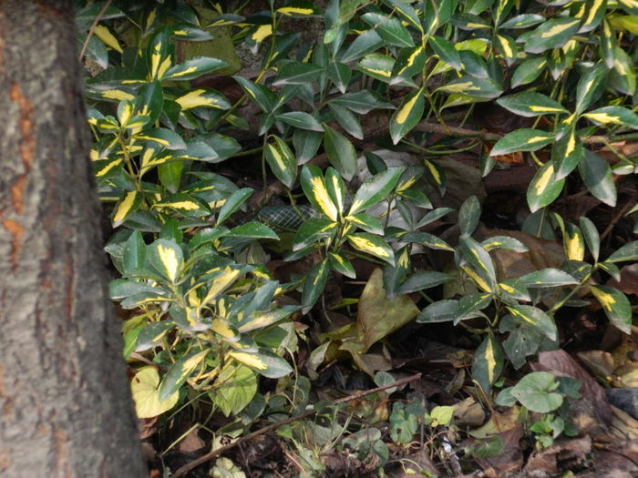 DSCN6359 - DECEMBRIE_2_2014