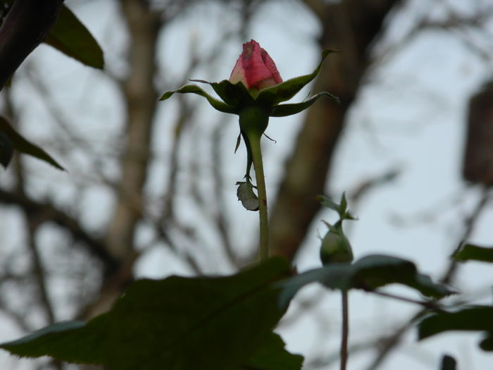 DSCN6367 - DECEMBRIE_2_2014